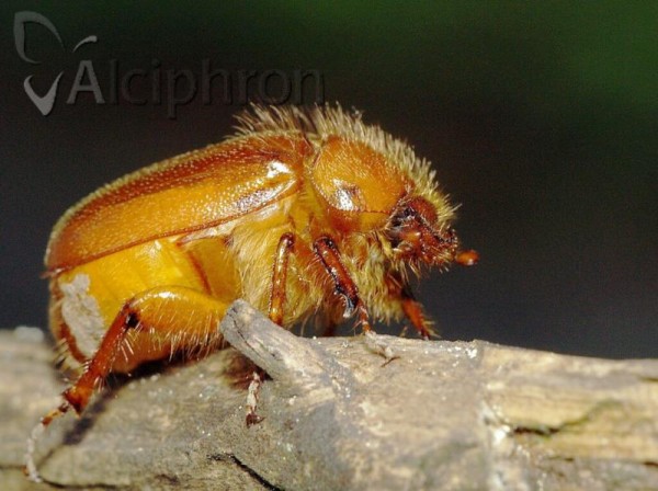Holochelus aequinoctialis