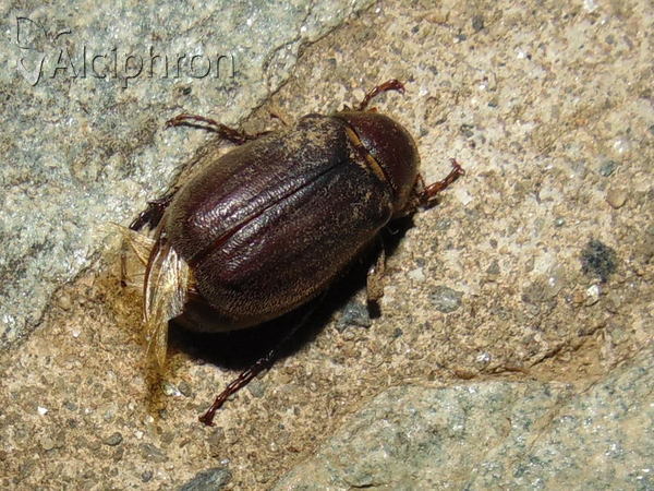 Haplidia transversa