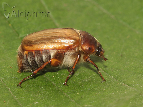 Amphimallon solstitiale