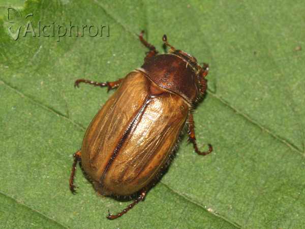 Amphimallon solstitiale