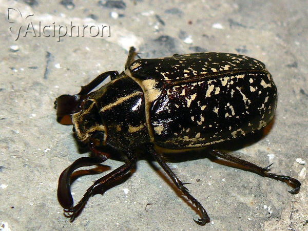 Polyphylla fullo