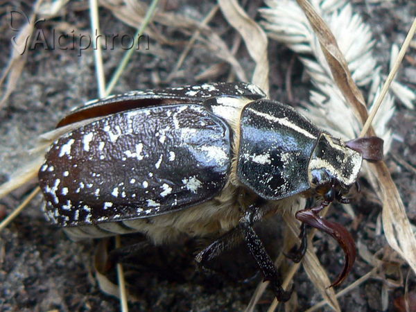 Polyphylla fullo
