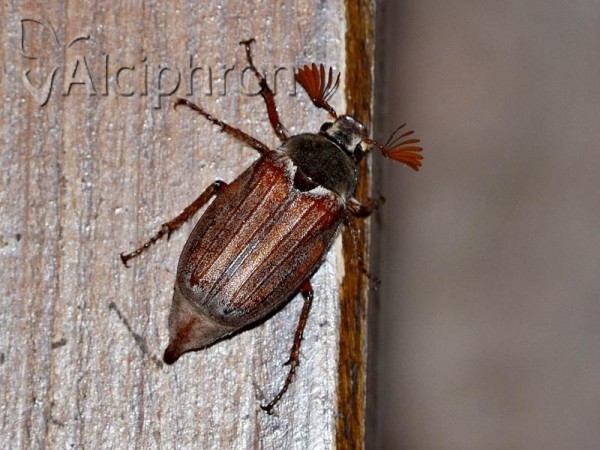 Melolontha hippocastani