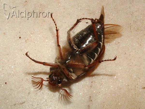 Melolontha melolontha