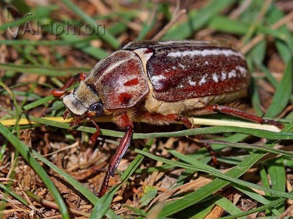 Anoxia orientalis
