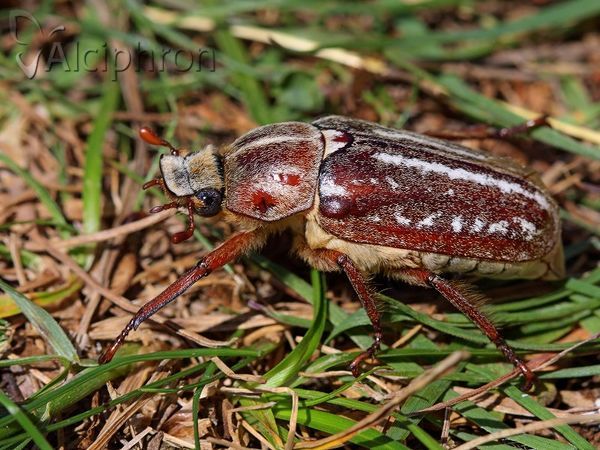 Anoxia orientalis