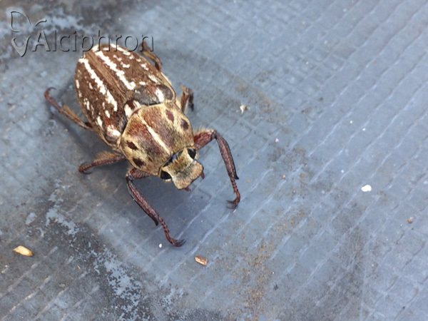 Anoxia orientalis