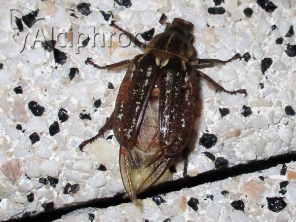 Anoxia orientalis