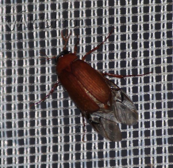 Serica brunnea
