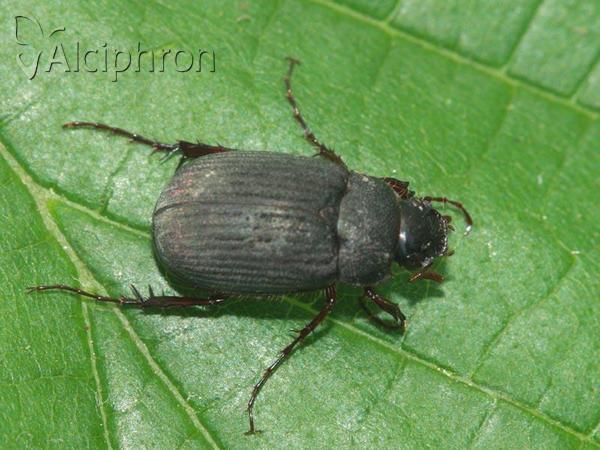 Maladera holosericea