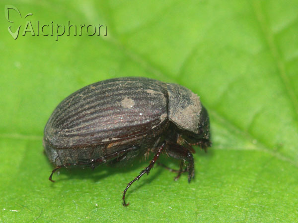Maladera holosericea