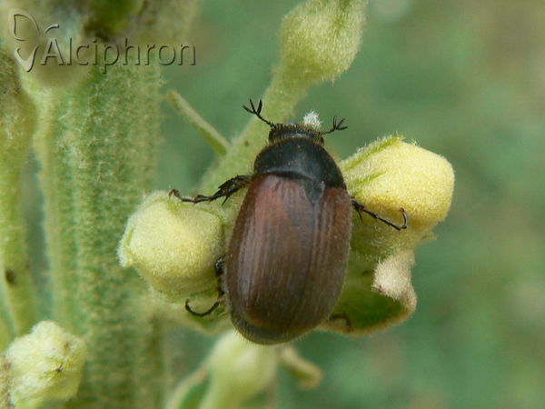 Omaloplia erythroptera