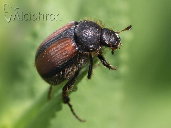 Omaloplia ruricola