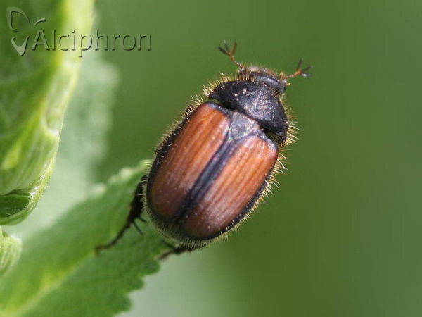 Omaloplia ruricola