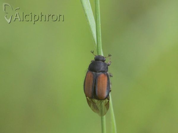Omaloplia ruricola