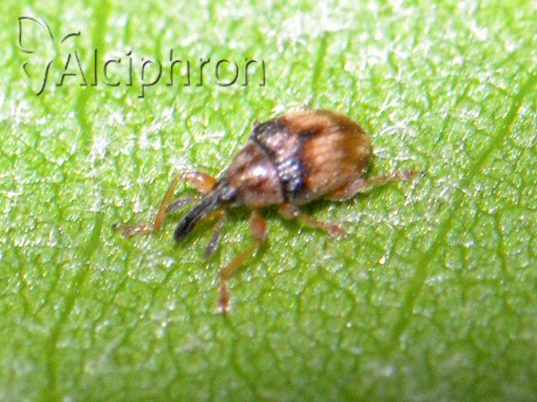 Nanophyes globiformis
