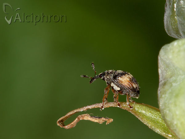 Nanophyes marmoratus