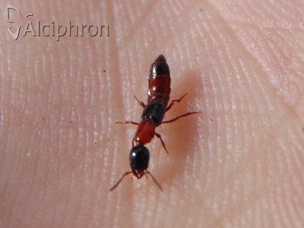 Atrecus affinis