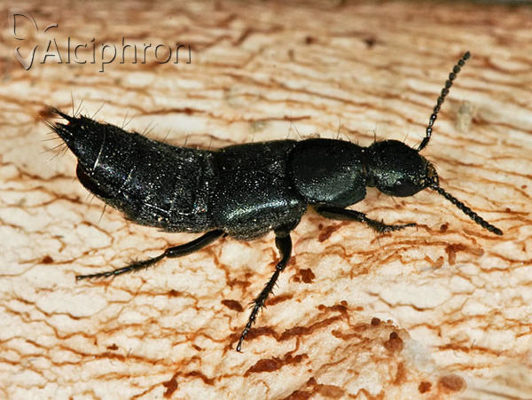 Philonthus intermedius
