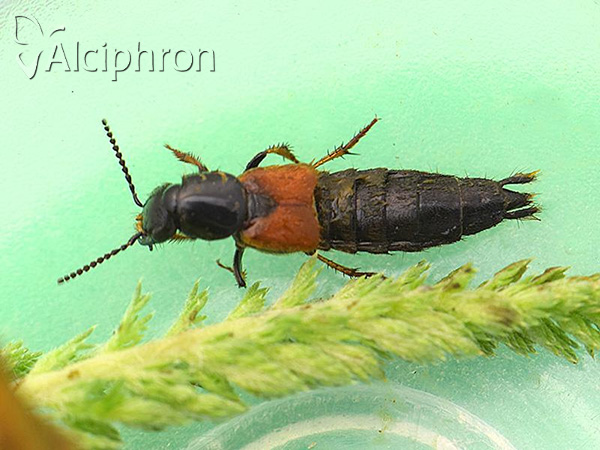 Philonthus spinipes
