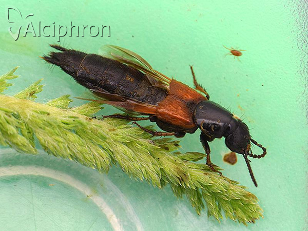 Philonthus spinipes