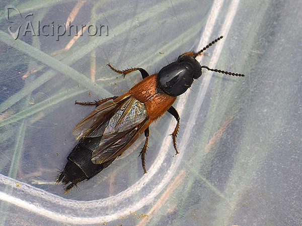 Philonthus spinipes