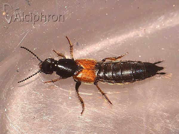 Philonthus spinipes