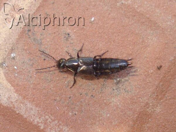 Philonthus tenuicornis