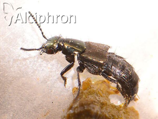 Philonthus tenuicornis