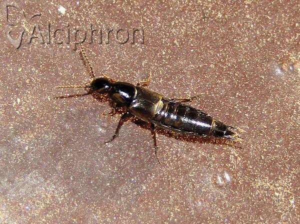 Philonthus tenuicornis