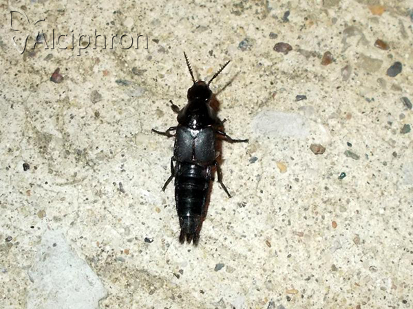 Velleius dilatatus