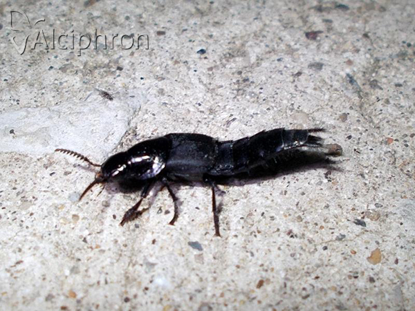 Velleius dilatatus