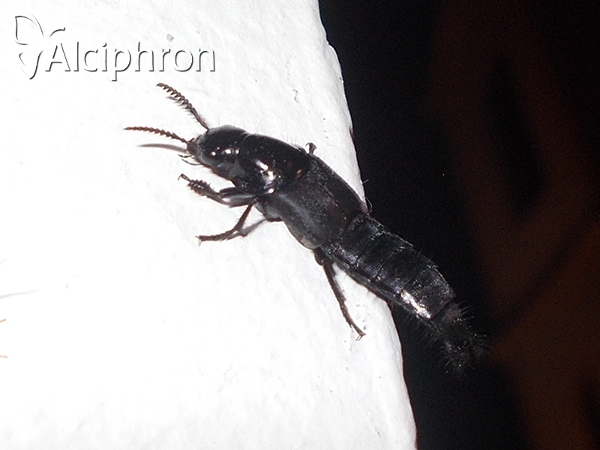 Velleius dilatatus