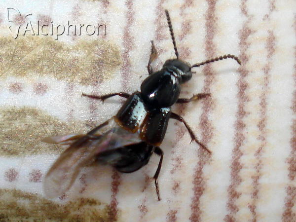 Quedius cinctus