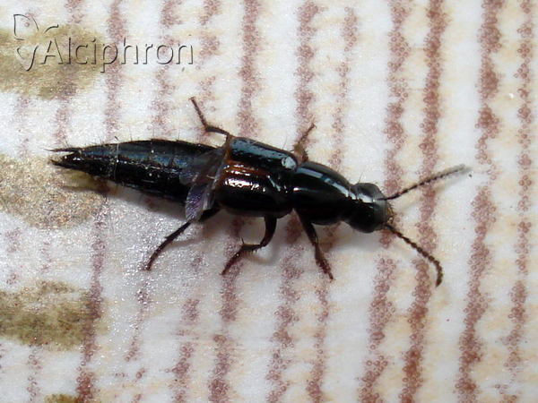 Quedius cinctus