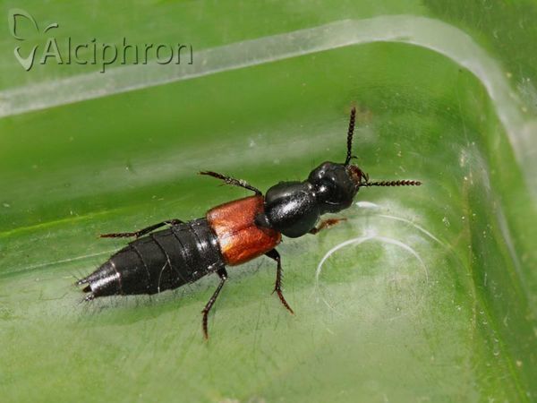 Quedius brevicornis