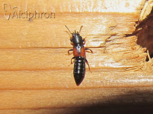 Quedius brevicornis