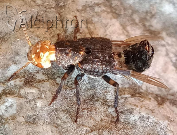 Dinothenarus flavocephalus