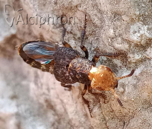 Dinothenarus flavocephalus