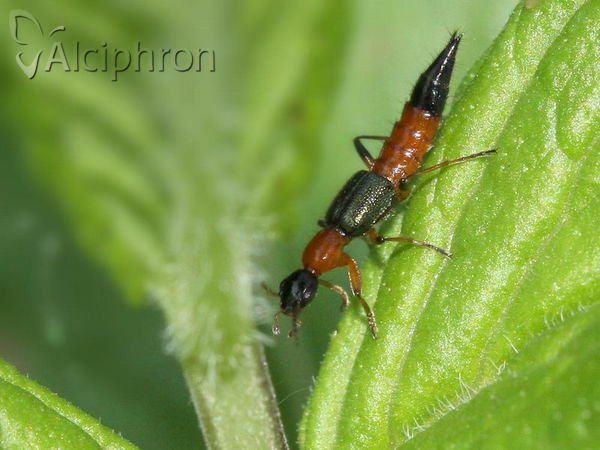 Paederus littoralis