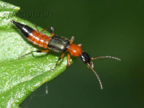 Paederus littoralis