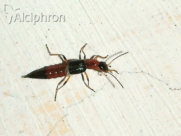 Paederus littoralis
