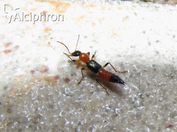 Paederus littoralis