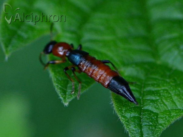 Paederus littoralis