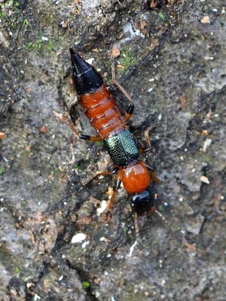 Paederus littoralis
