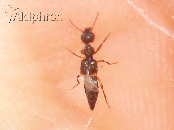 Rugilus orbiculatus