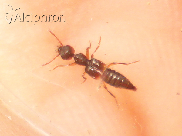 Rugilus orbiculatus