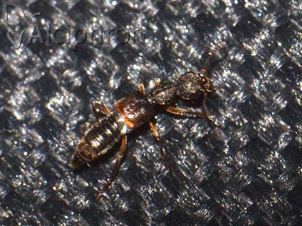 Rugilus orbiculatus