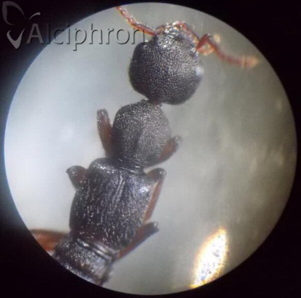 Rugilus rufipes