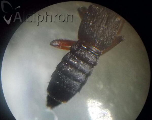 Rugilus rufipes